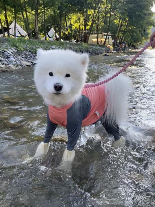 是一个很想上岸的大头娃娃