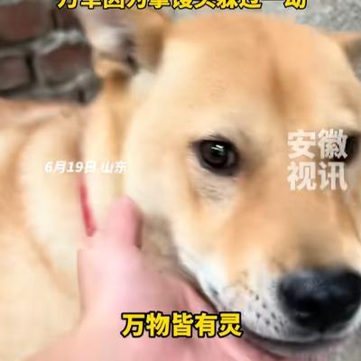 6月19日，山东一男子在家煮粽子时，家里的大黄狗突然狂叫不止，主人以为是大黄狗饿