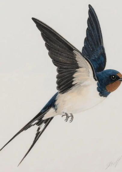 第一次意识到，燕子是没有国籍的。小时候以为燕子是我们中国的，南飞是往中国南方飞，