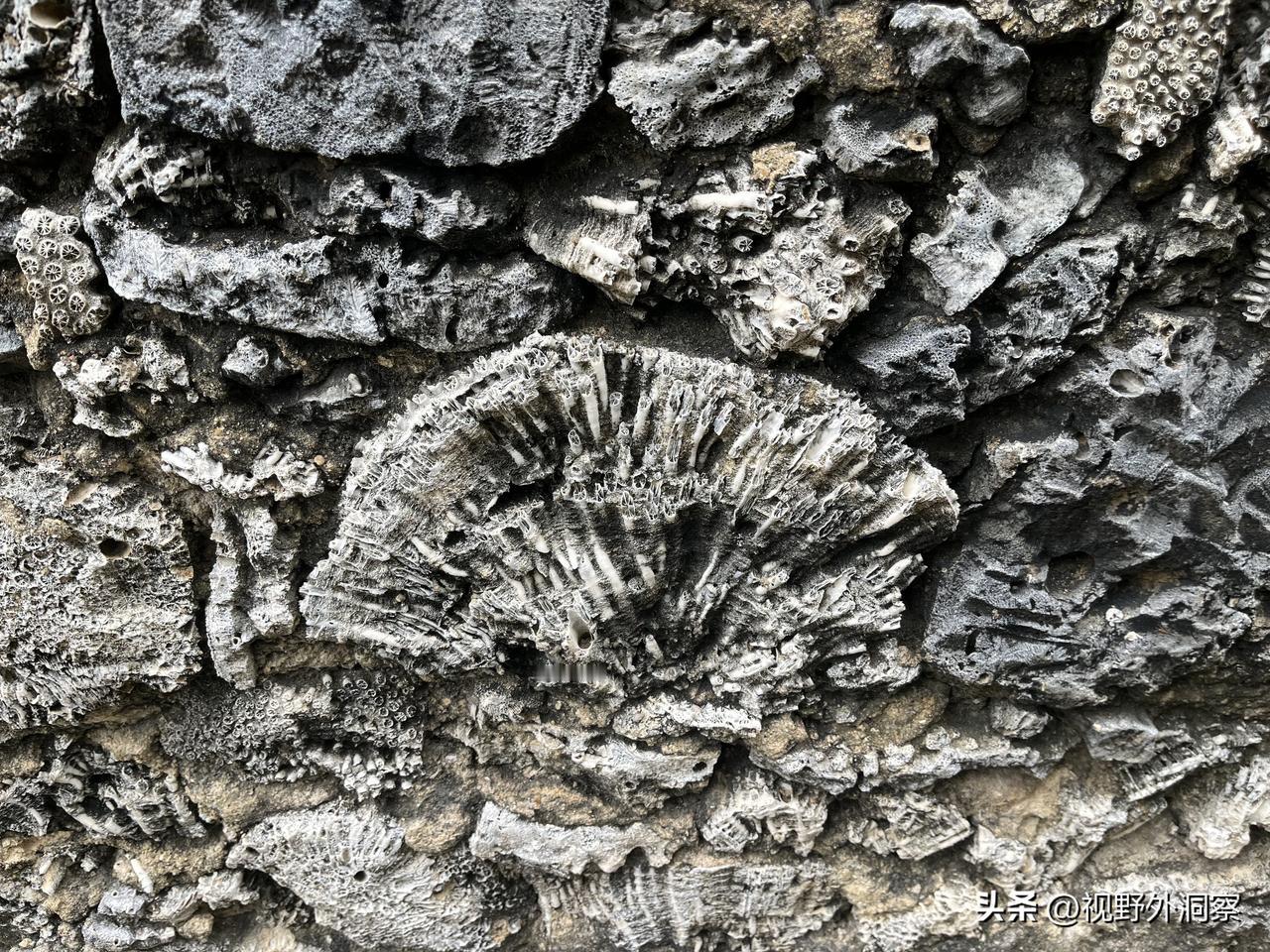 在海南幸遇珊瑚墙，那是大海送上的惊喜。
        海南的美景太多了，真是美