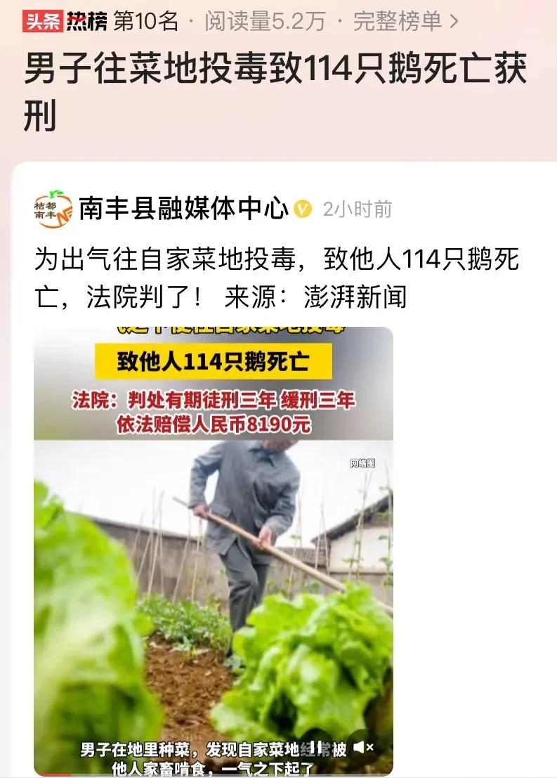 湖南，一男子的油菜地遭家畜啃食，男子一气之下将农药和玉米粒拌在一起，投放到油菜地