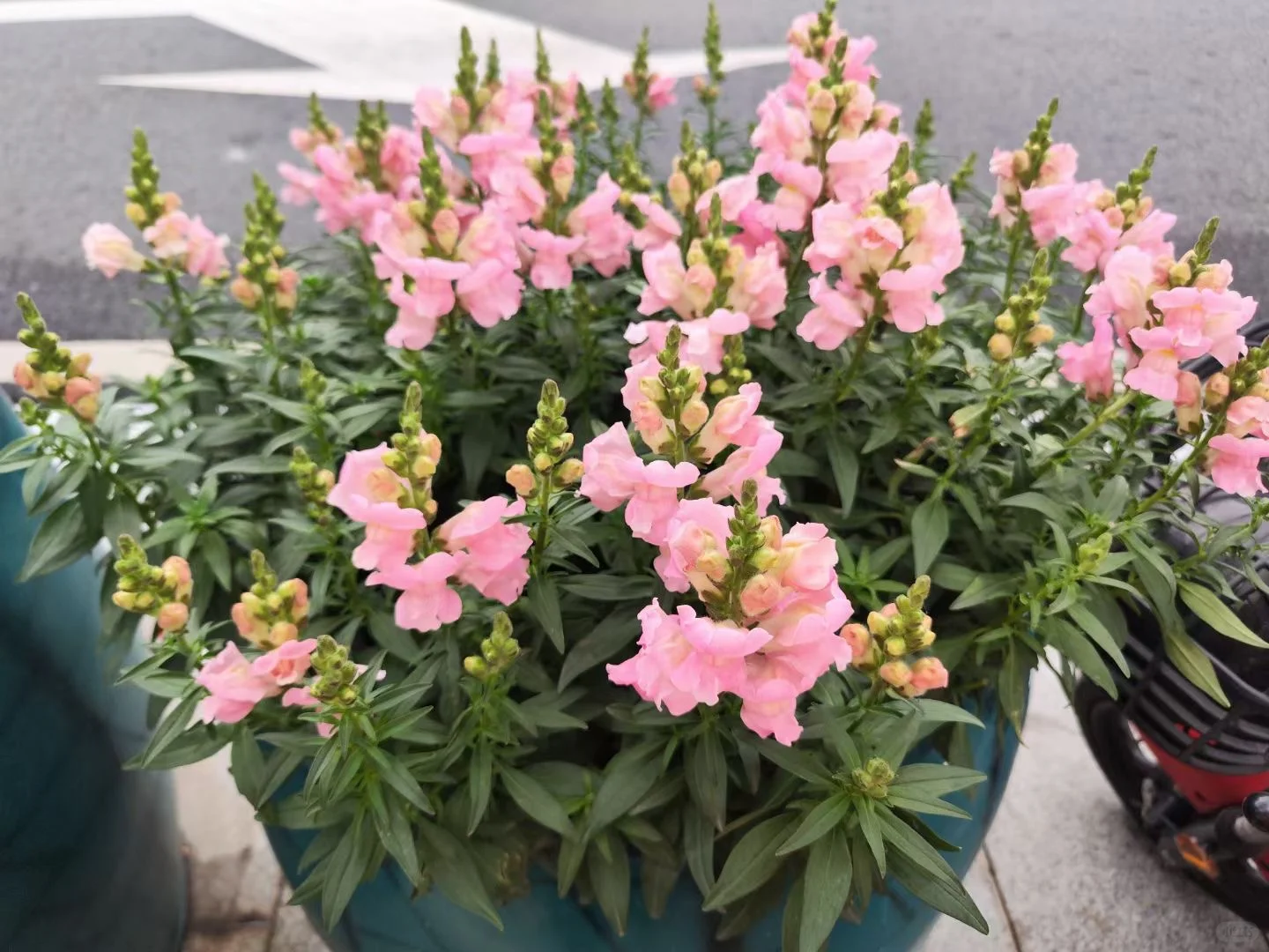 带娃一起看花啦开心