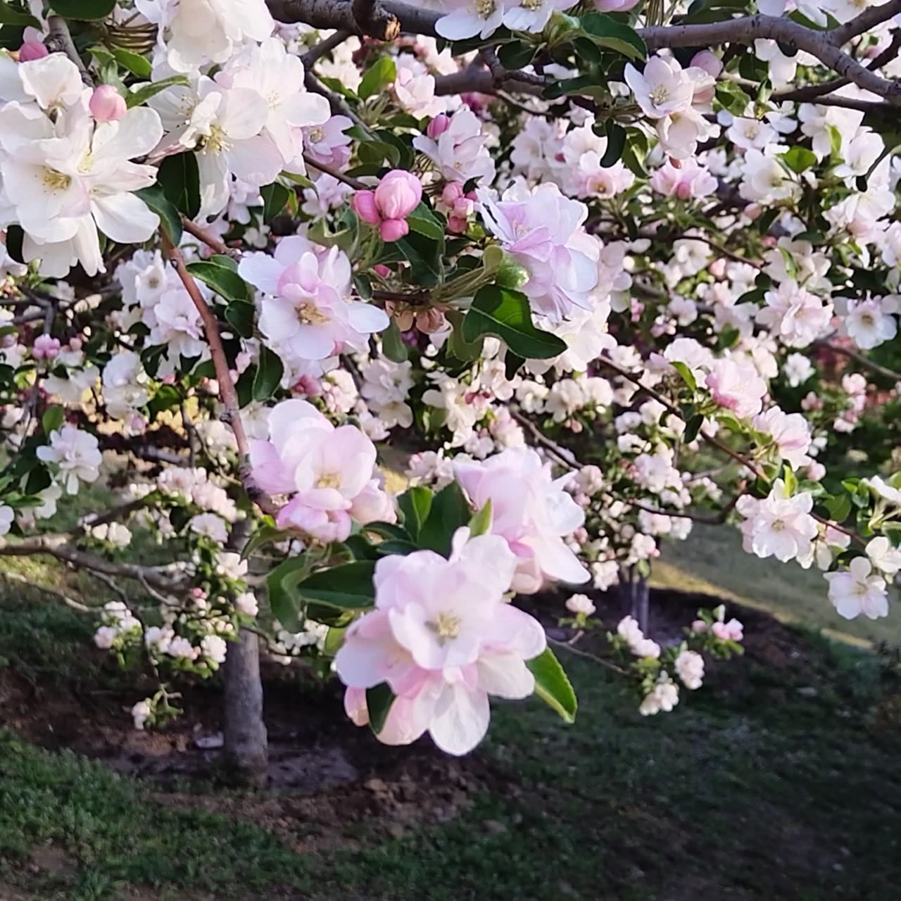 早晨六点国家植物园北门开门，游人很少，园内鸟语花香一派春意盎然。七点半出园的时候