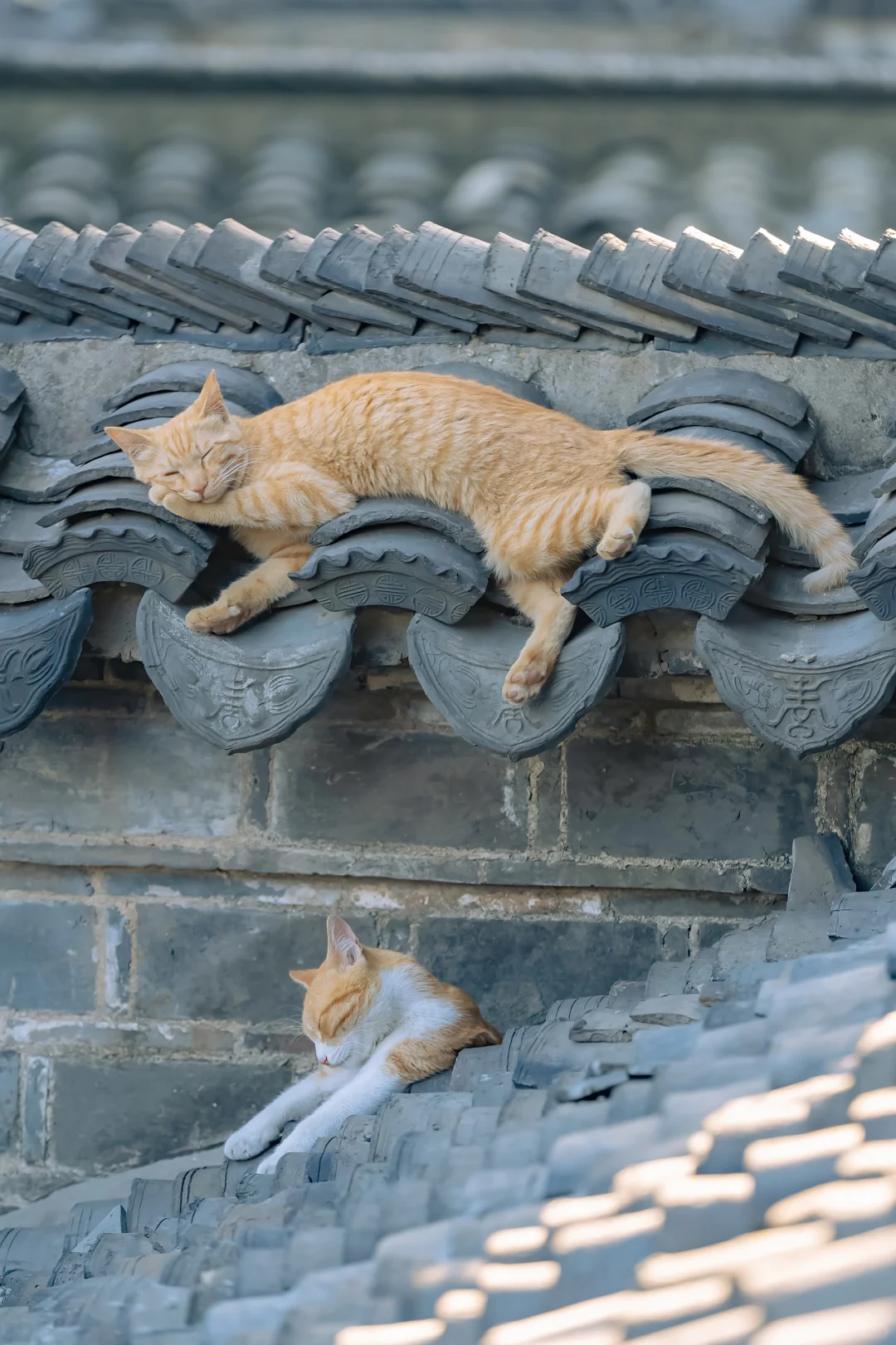 猫猫有魔力，睡着醒着都治愈