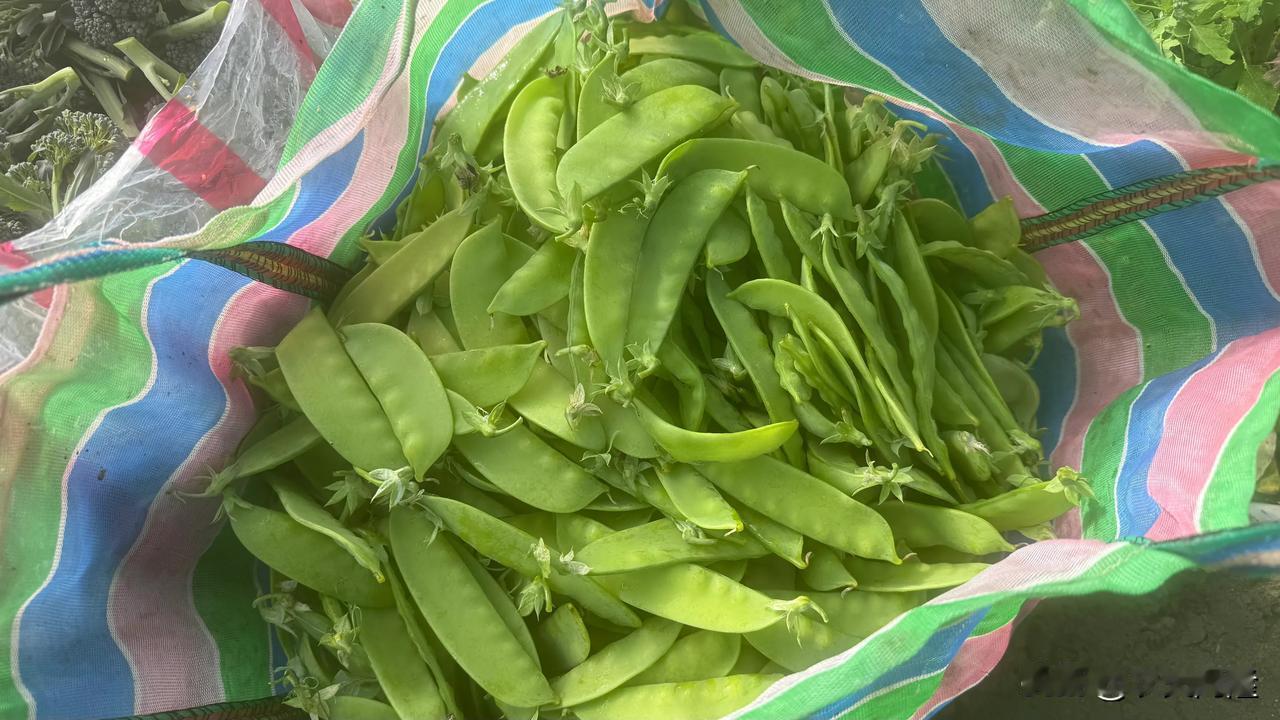 冬季蔬菜在這幾天收尾，

春暖回温开花快老化快！

收成的我更快，👨🏻‍🌾