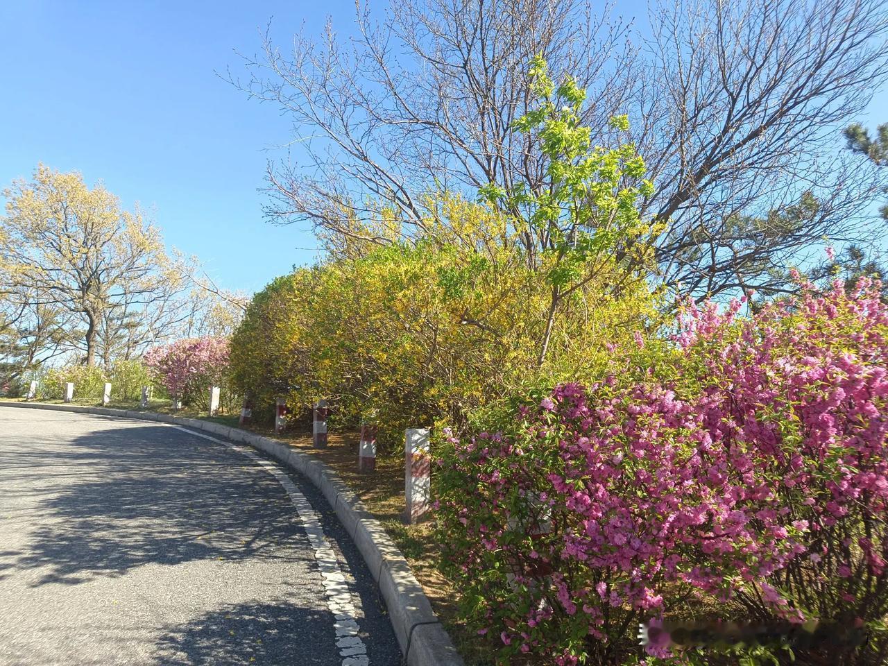 正是樱花灿烂时

下午徒步，具体路线是东港会议中心～海滨栈道～海之韵公园～林海路
