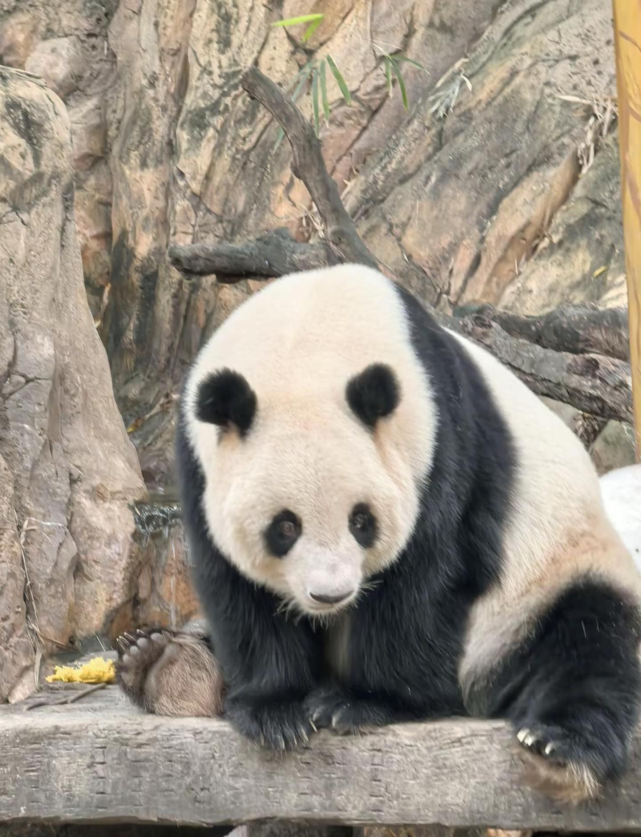 广州长隆第一天～下午继续动物园旅程～晚上大马戏森林中的熊猫 森林里的大熊猫 丛林