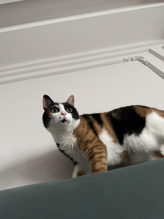 猫猫这个角度也有双下巴