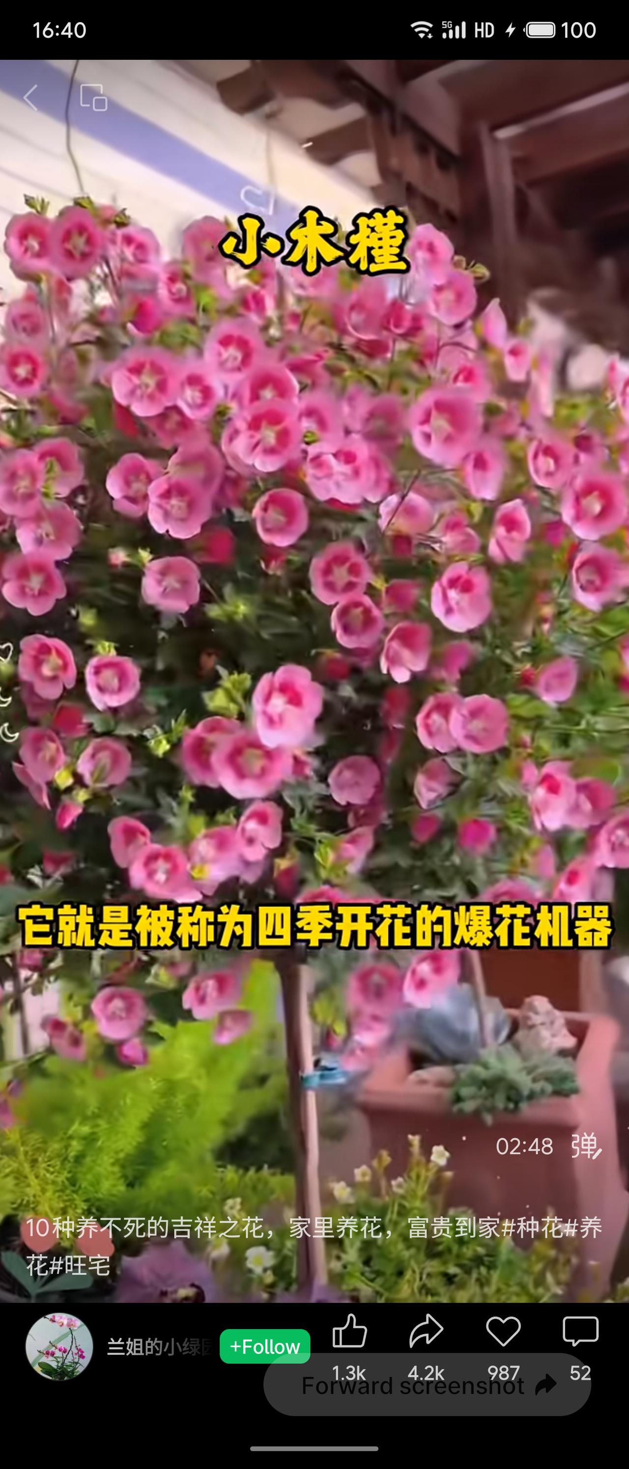 晒图笔记大赛图小木槿，粉色小花簇拥成球，繁茂艳丽。被称为“四季开花爆花机器”，养