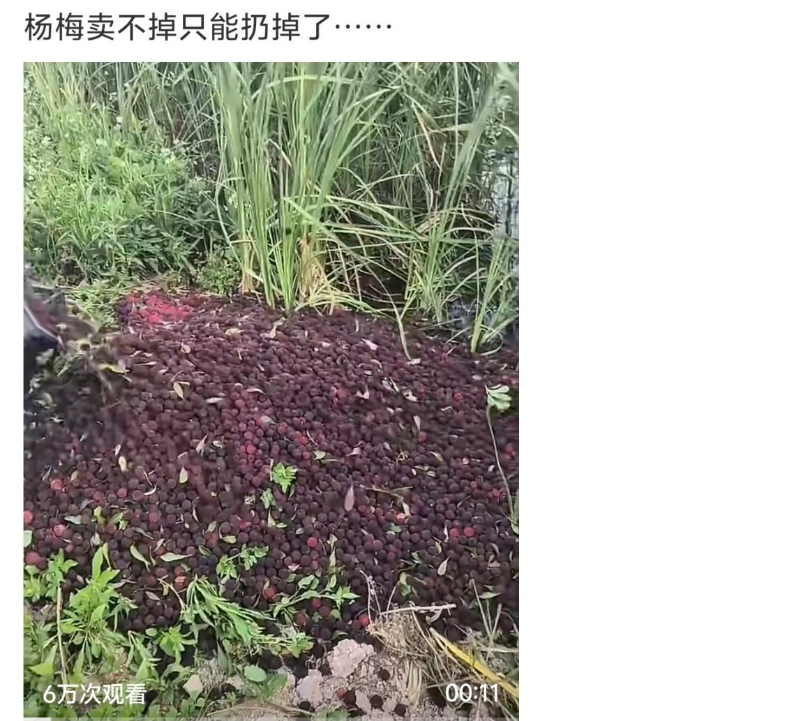 #杨梅泡药事件冲击浙江杨梅市场##杨梅商户说别为一颗老鼠屎坏整锅汤##杨梅# 近