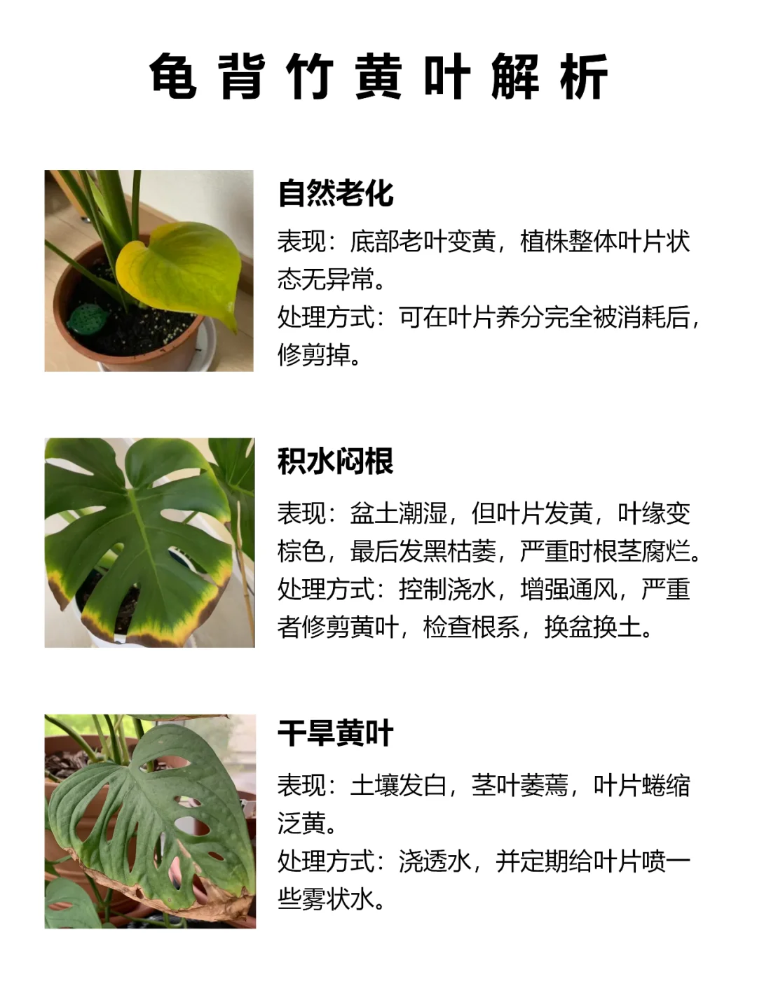 🥹龟背竹总是养不活背后原因解析！！