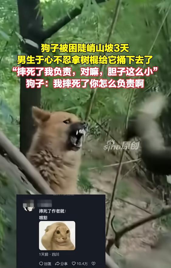 [太阳]“笑不活了！”7月5日报道，四川，一只狗被困在山坡上，因为胆子小不敢下去