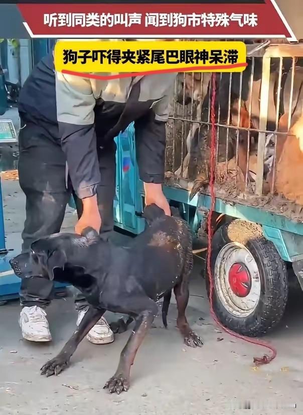 安徽，一只黑狗因咬人被主人按斤卖给狗贩子。在狗市称重时，它听到同类惨叫、闻到死亡