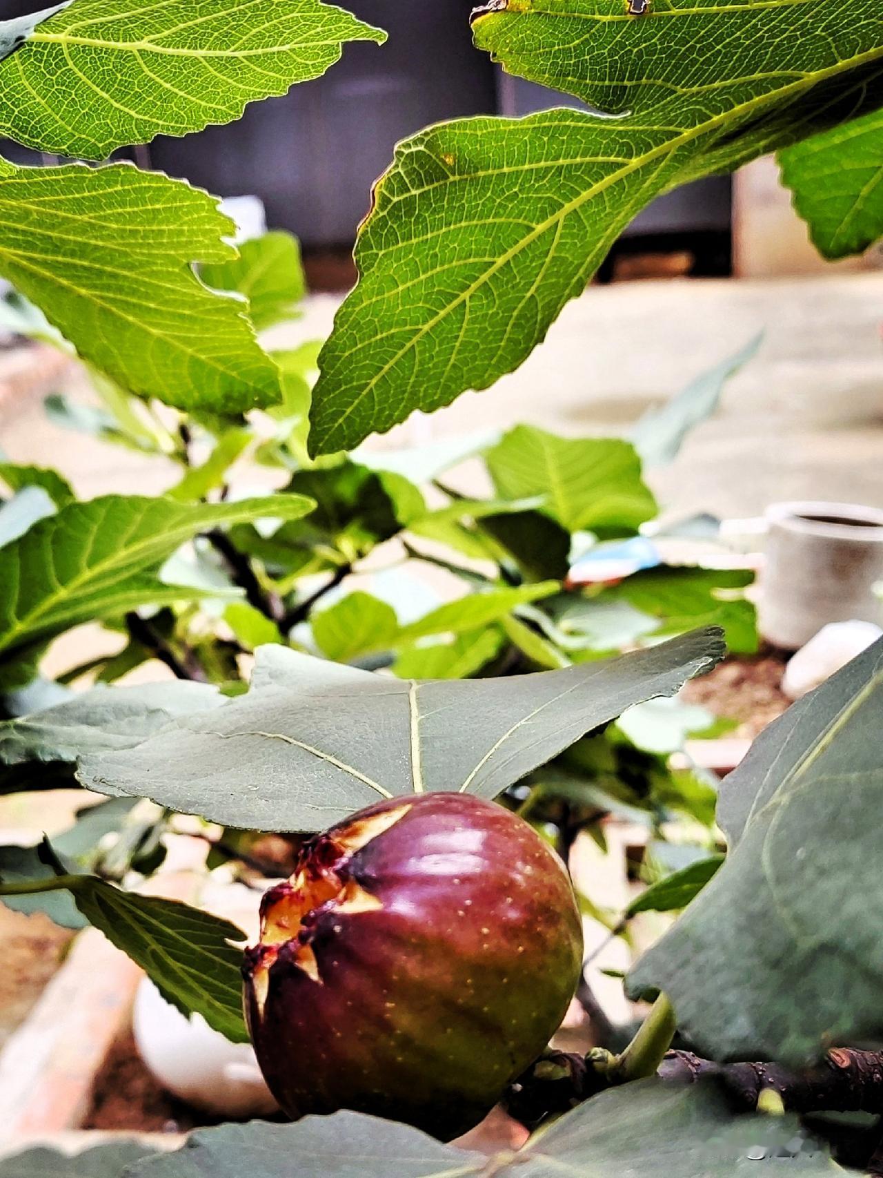 今天来分享，
我家自己种的果树。
六年前搬了新家。

新家有个大平台上，
就种了