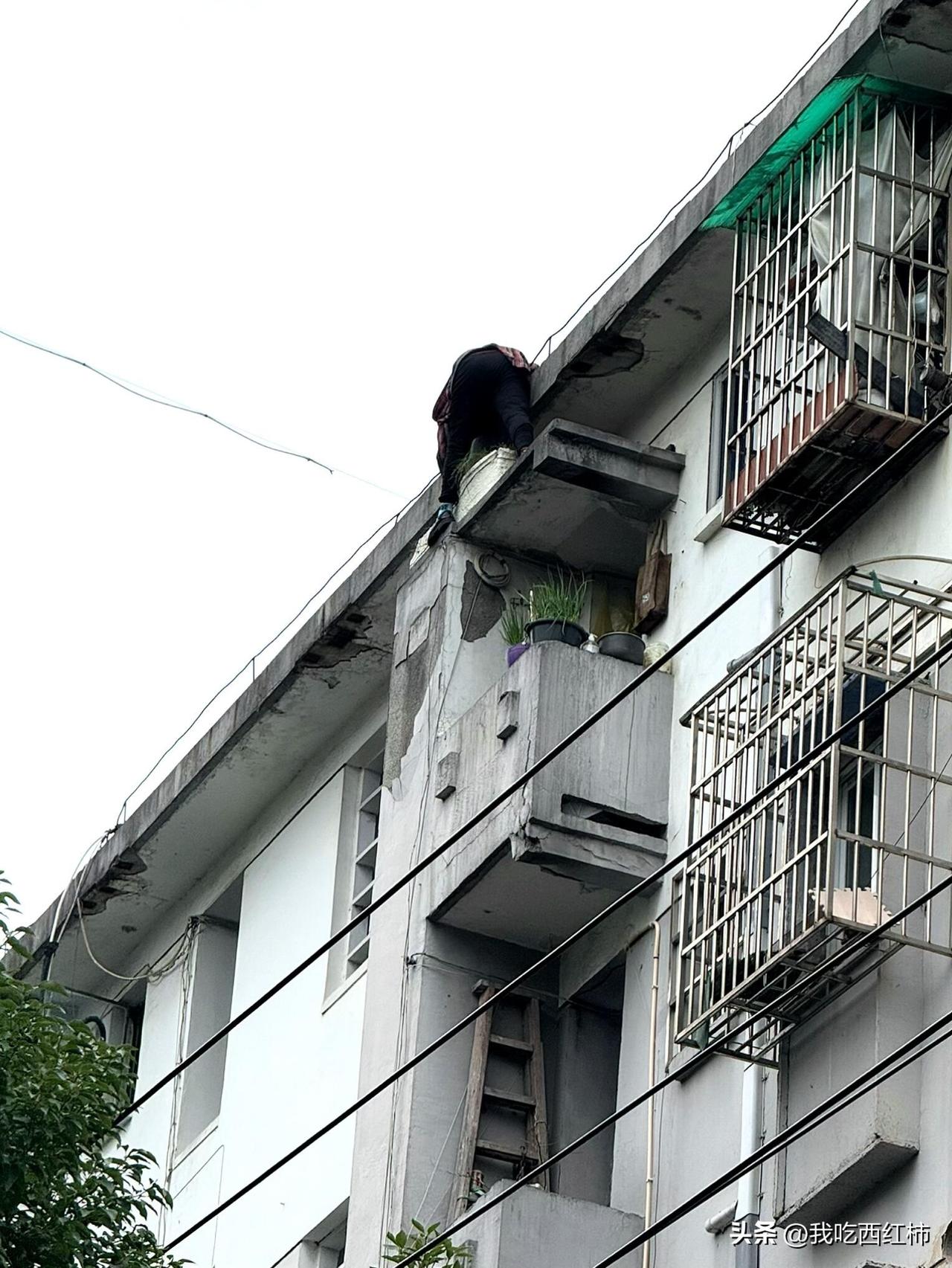 小区里看到的惊人场景
今天小区里闲逛，偶然抬头就发现了这惊险一幕，这么大年纪，竟