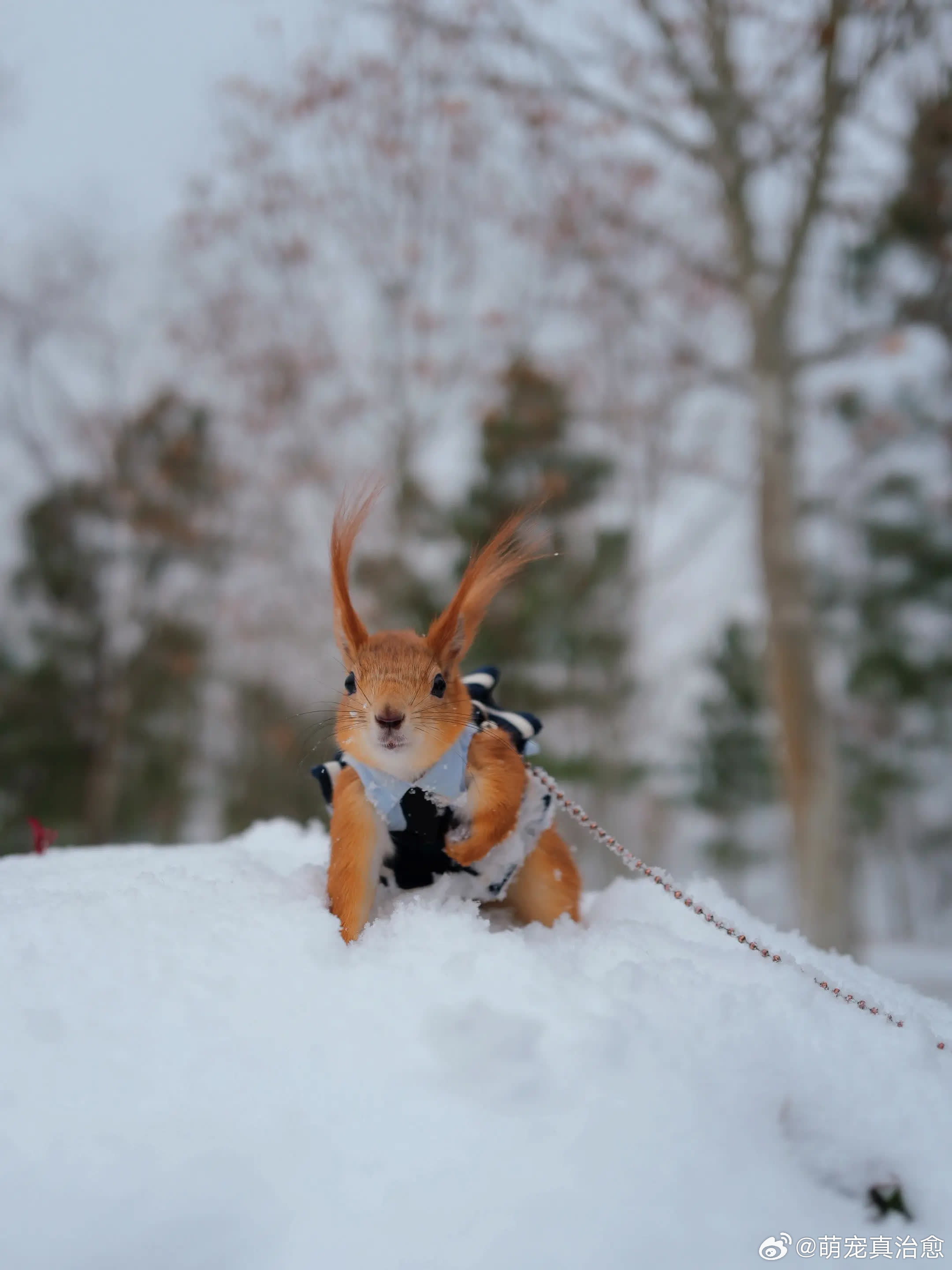 精彩分享萌宠宠物
