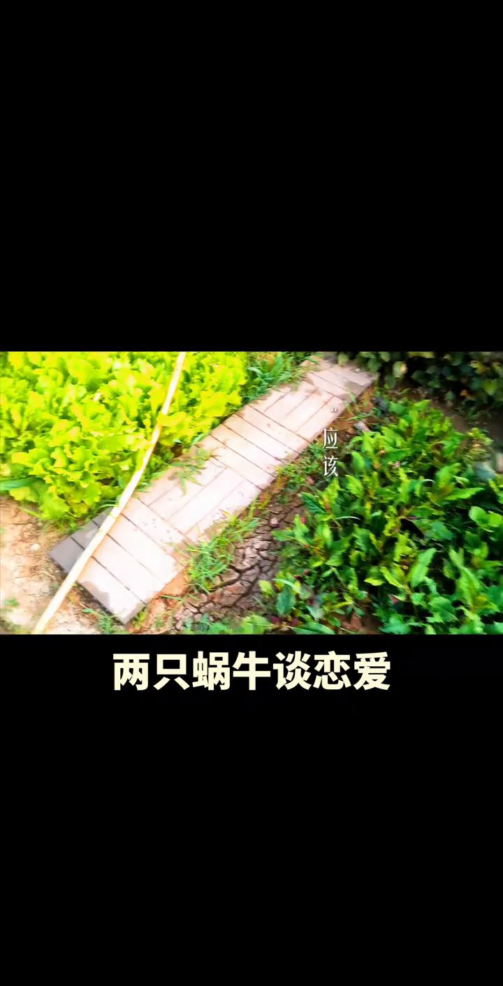 两只蜗牛谈恋爱。
你一定记住，我们终极一生应该寻找的是自己喜欢的生活和想成为的人