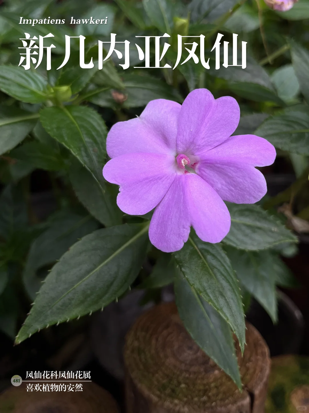 福州植物打标481｜艳丽的新几内亚凤仙