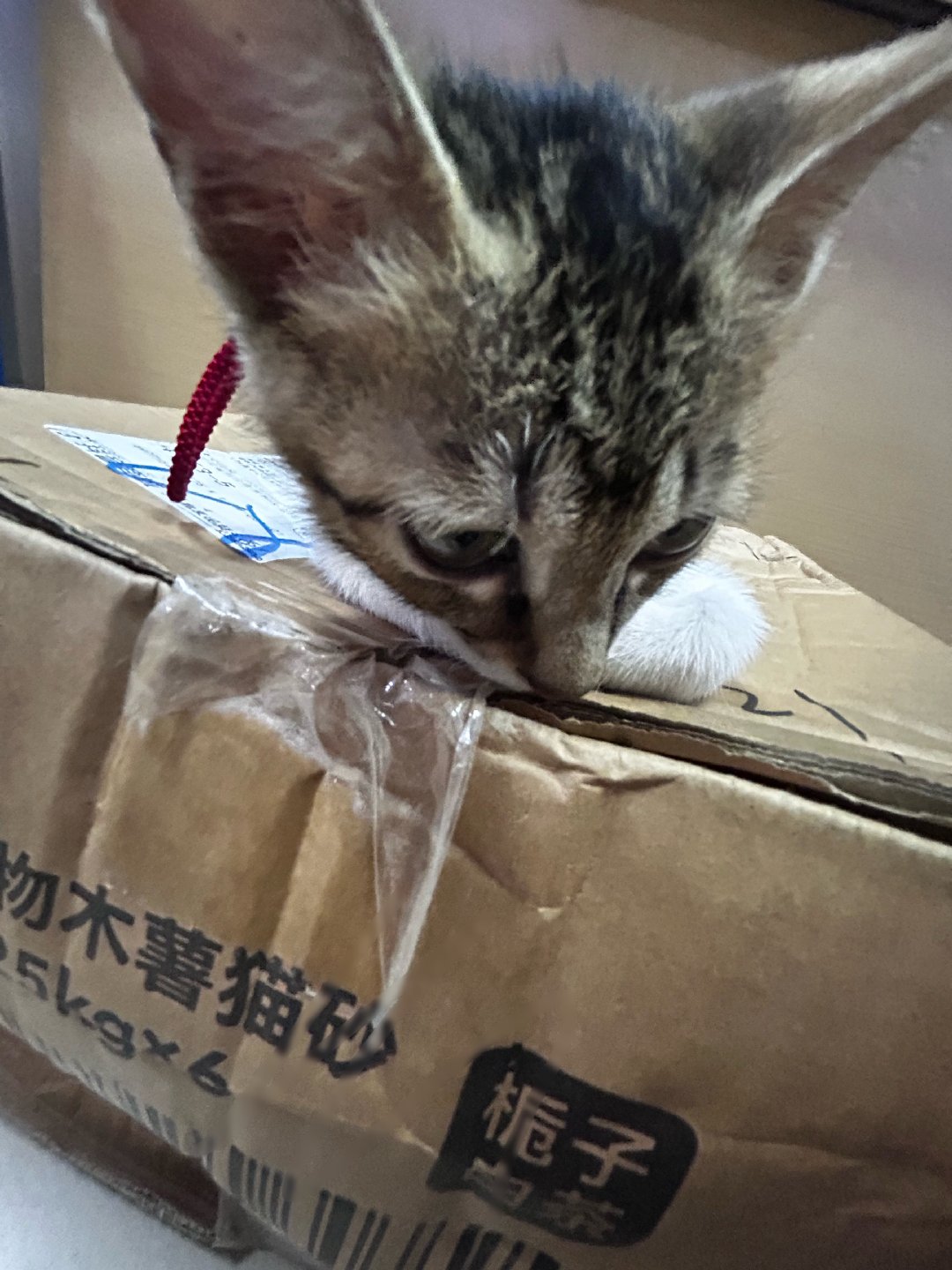 你好呀小小小小小小小侯明昊同学 