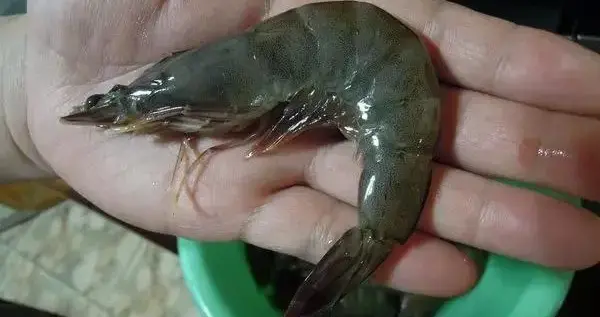 |又见阳性！为啥出事的总是它？