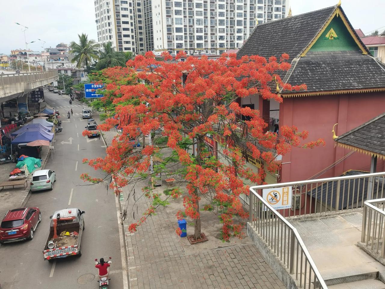 凤凰树开花