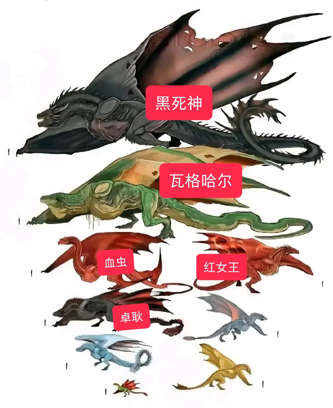 龙妈的卓耿，其实是个小鼻嘎