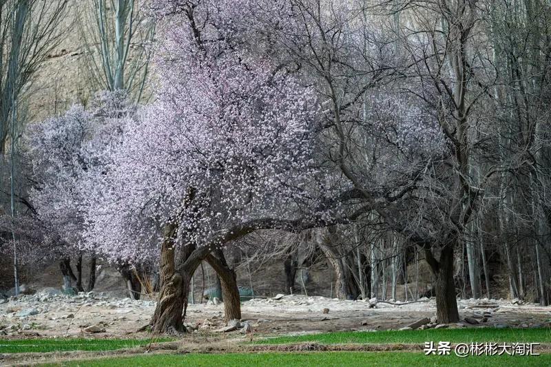去新疆旅游，不同月份有不同的美。3 - 4月是看杏花的好时候，塔什库尔干县大同乡