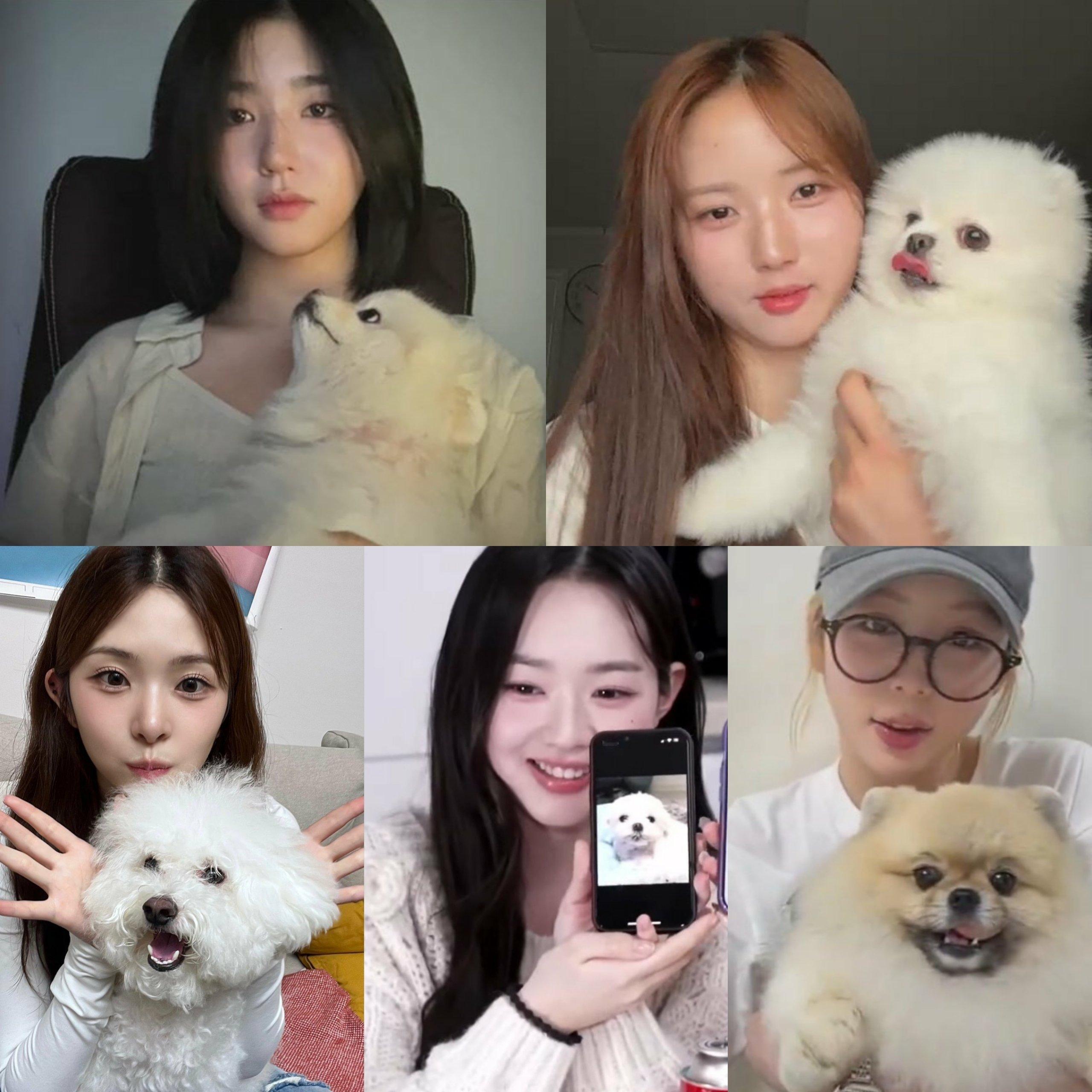 成员们的可爱狗狗                       泰女神： ​​​