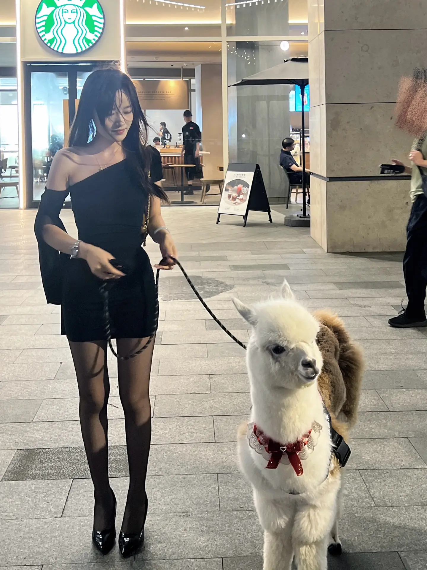 网红🐑坨