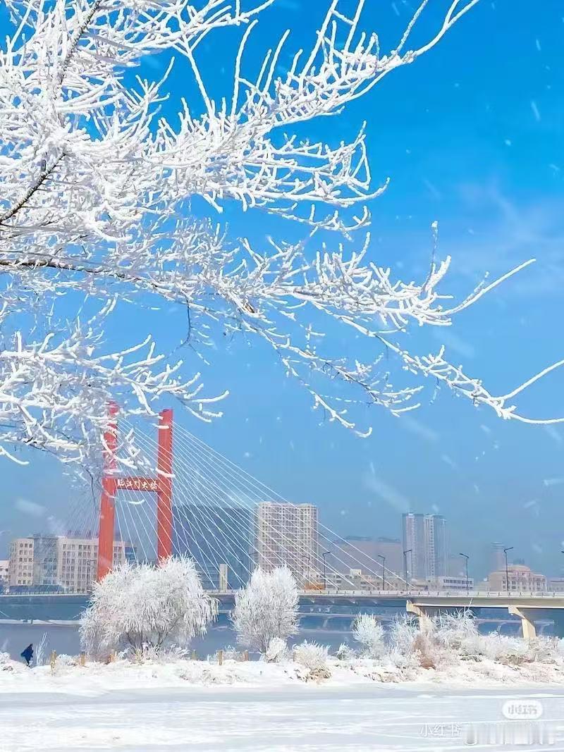 大学生眼中的吉林有多可爱 吉林雪景可爱到犯规！校园里雪压弯树枝像小熊耷拉耳朵，周