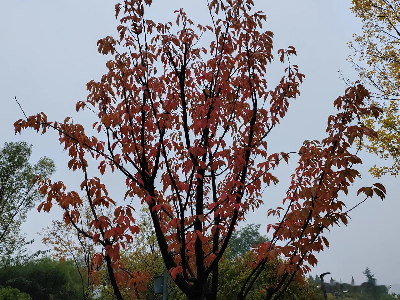 #随手拍张照#
       哇，这棵树的秋装好惊艳，随手一拍就是大片！🍂🌳