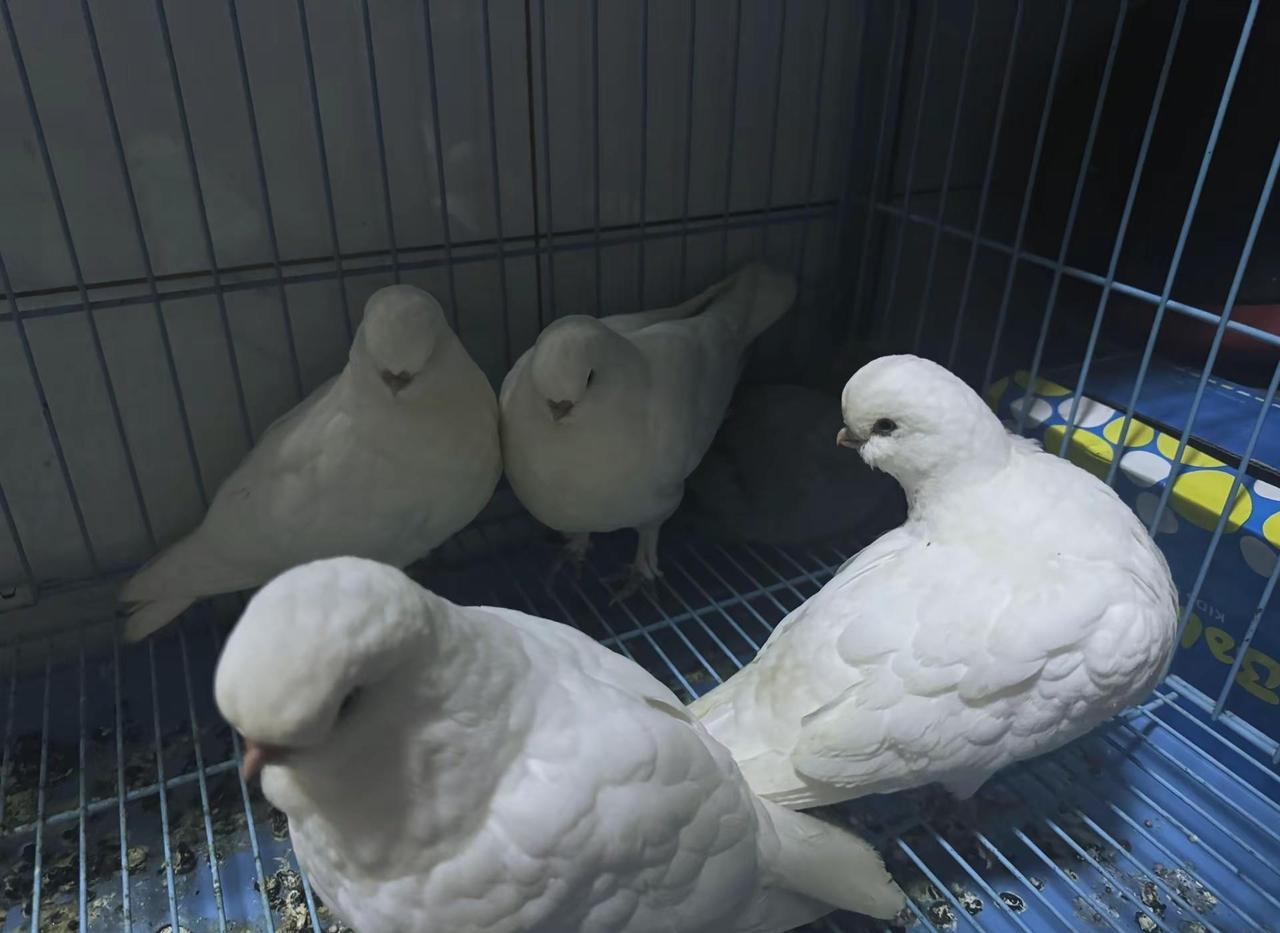 养宠物狗，养宠物猫都正常。狗养过，猫养过，哪想过养鸽子啊？真是嫁鸡随鸡嫁狗随狗啊