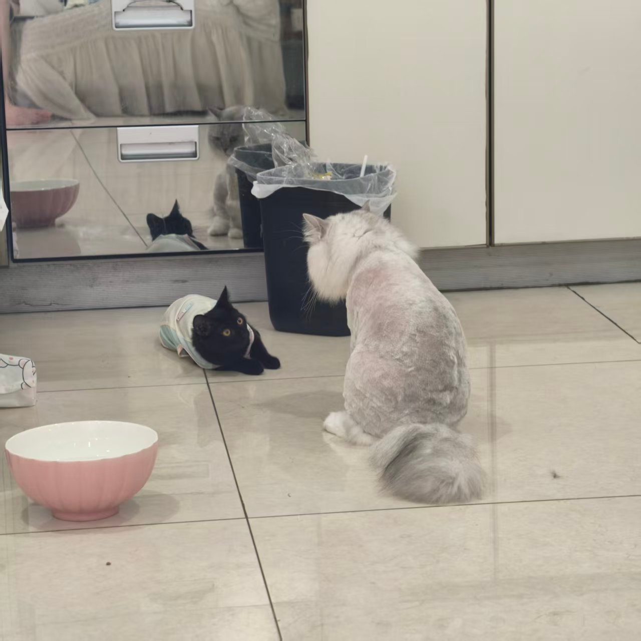 猫身价50元，储备猫粮500元，驱虫90元，打疫苗100元，阉掉700元。 