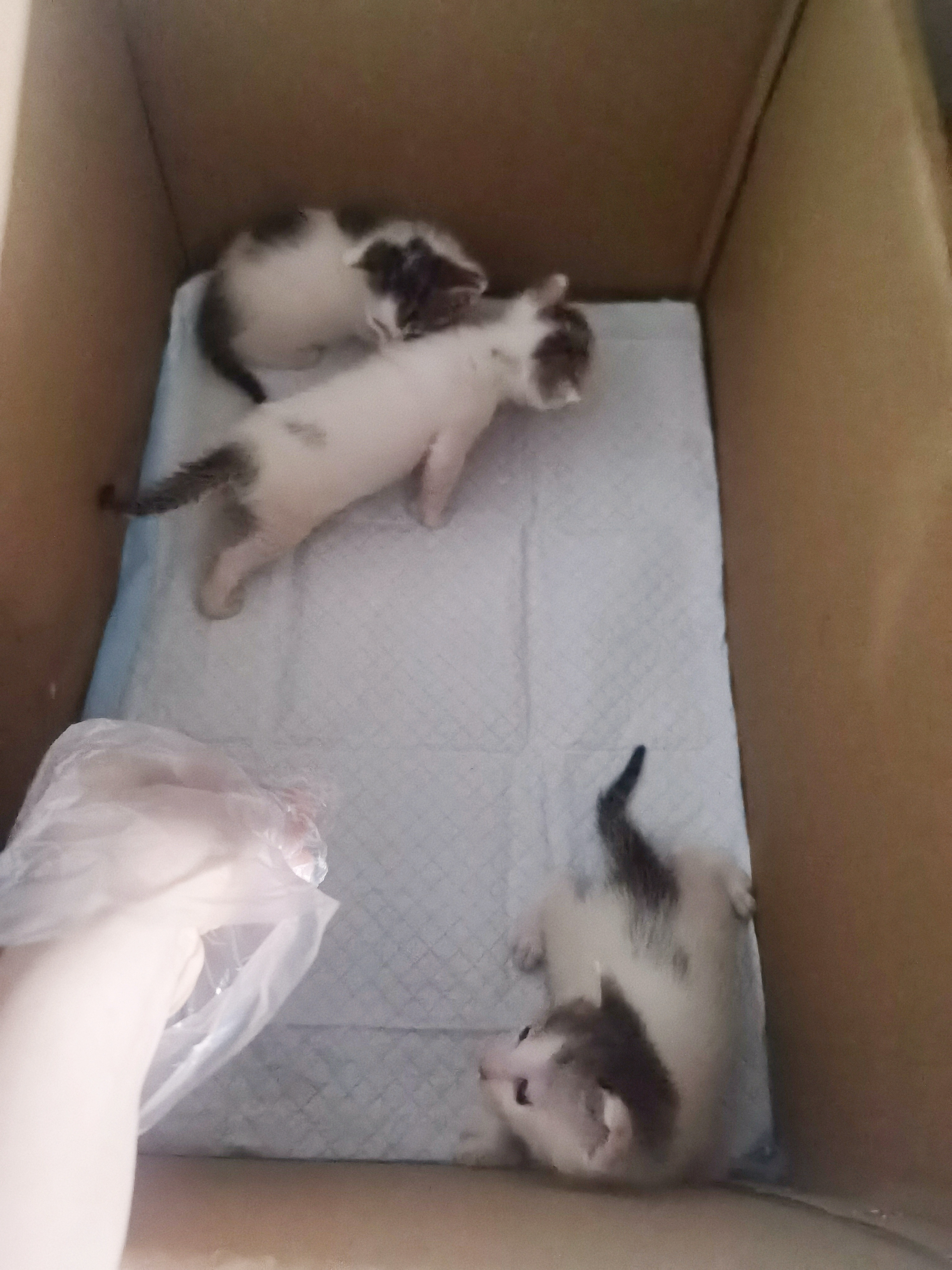🐱 第25天都会晃悠悠走路了很努力的样子，还会扒拉箱子想看看外面。然后最爱我的