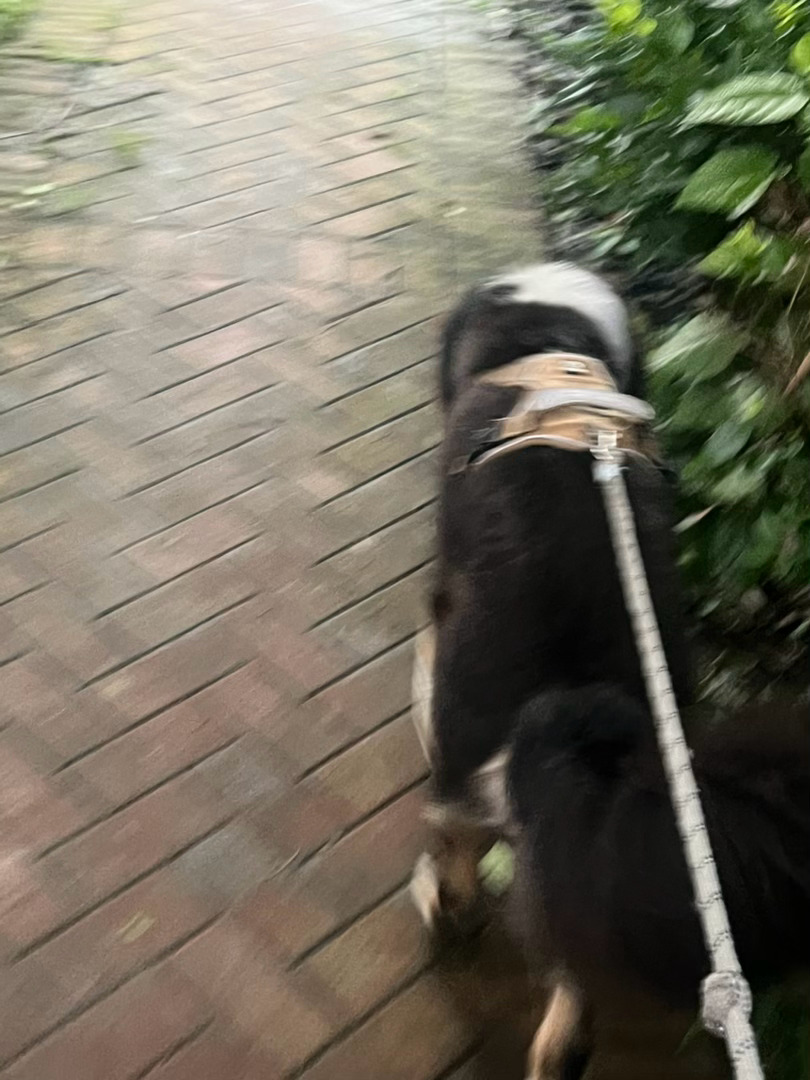 睡不着起来遛狗 半夜暗暗发誓今天要自律带狗晨跑，结果遛狗路过早餐摊好香。顺便要了