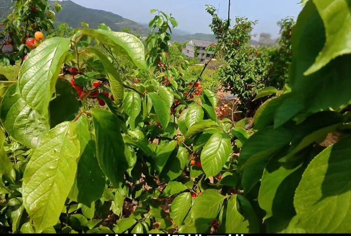 郧阳区樱桃沟村，
周末这两天挤满了吃货！
这儿的村民能一季捞全年吗……

周末这