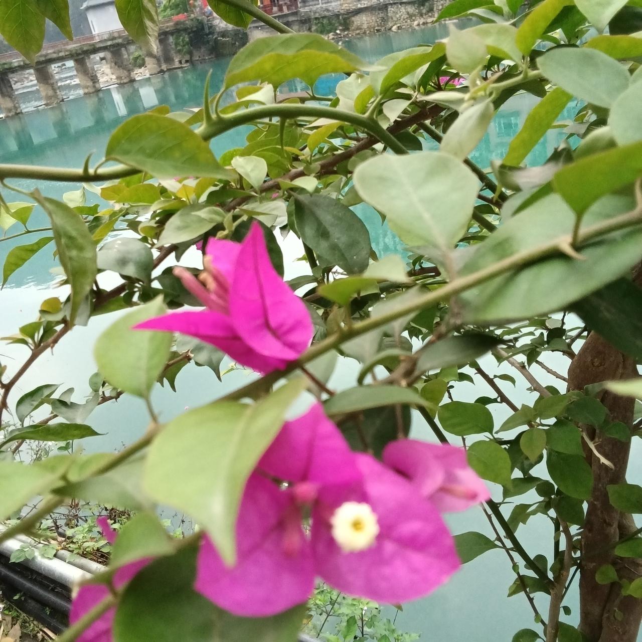 广西巴马最喜欢的风景

盘阳河曾经是我魂牵梦萦的地方，当我来到此地，亲眼了目睹他