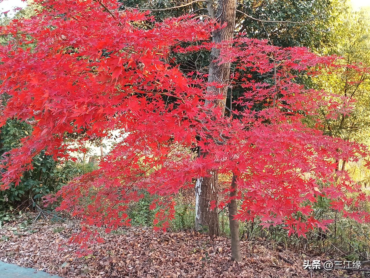 初冬不寒且无雨
深秋余温留人间

今年的气候有些延迟，本该是寒风刺骨的季节，眼前