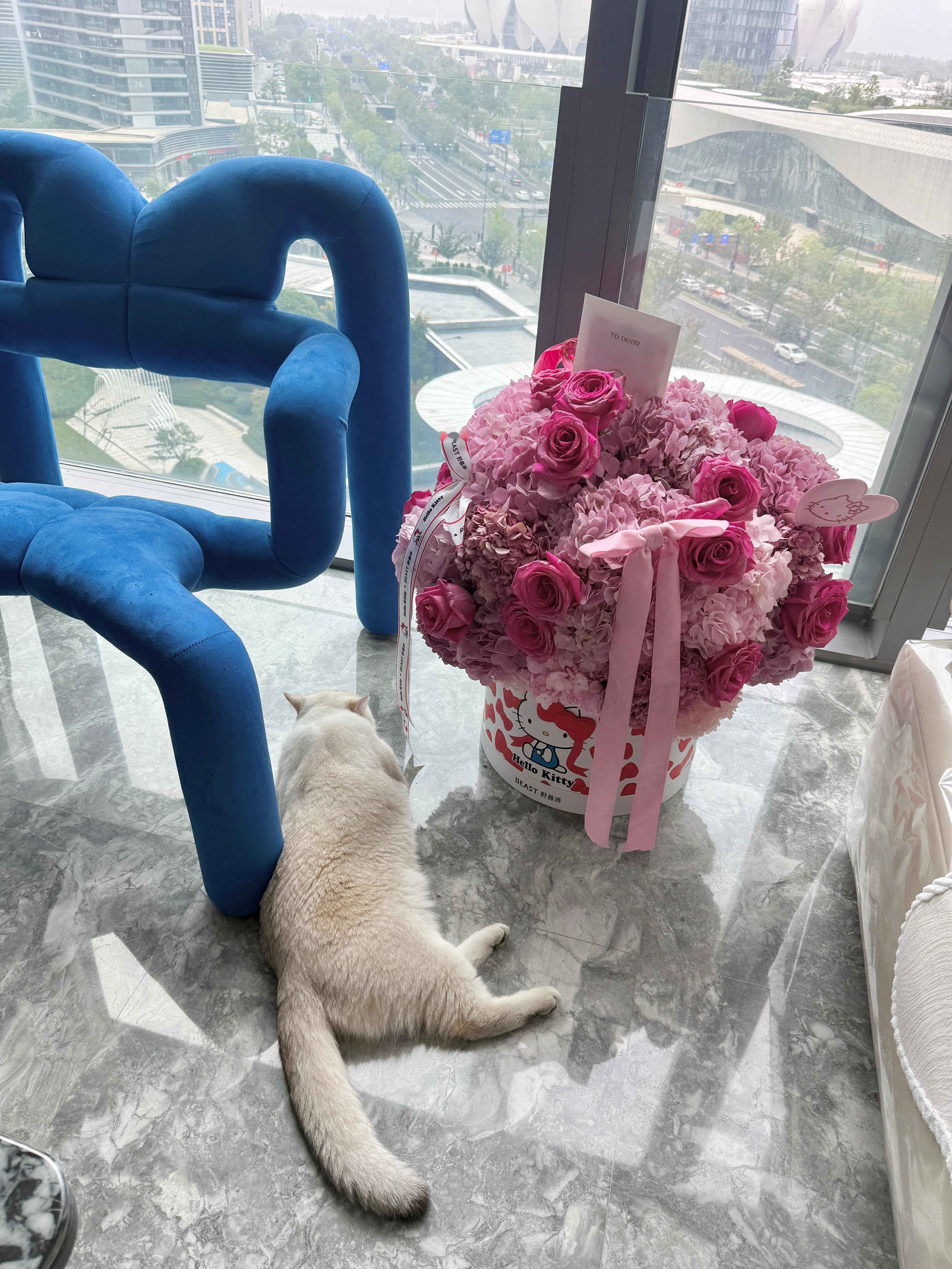 下辈子我也要当一只小猫咪 ​​​