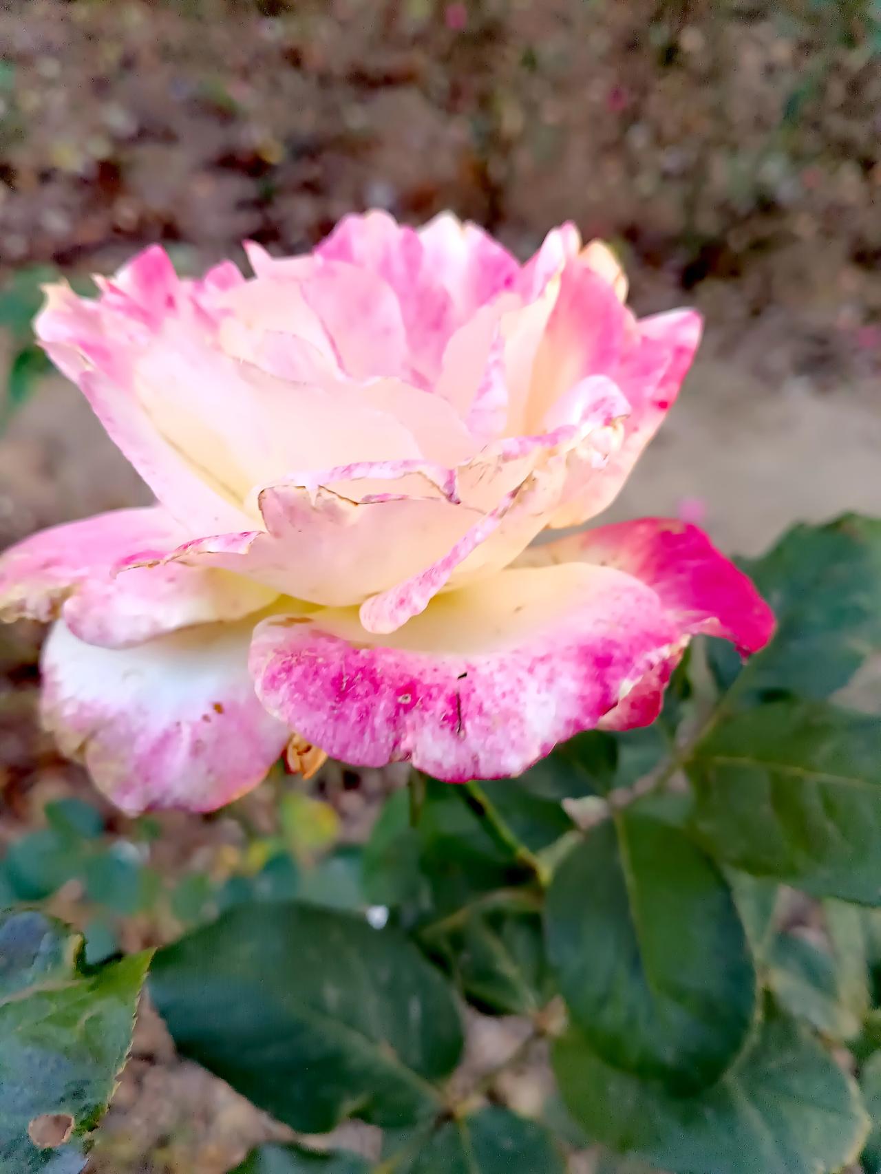 粉白渐变的月季缓缓舒展，花瓣晕染胭脂色，翠叶衬托，温柔又明艳。