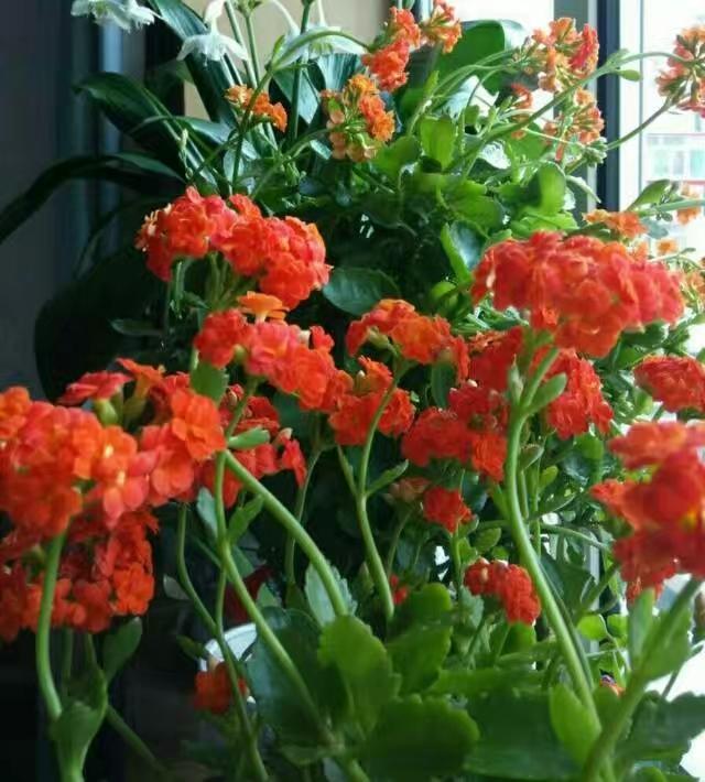 分享一张花开的照片随手拍～