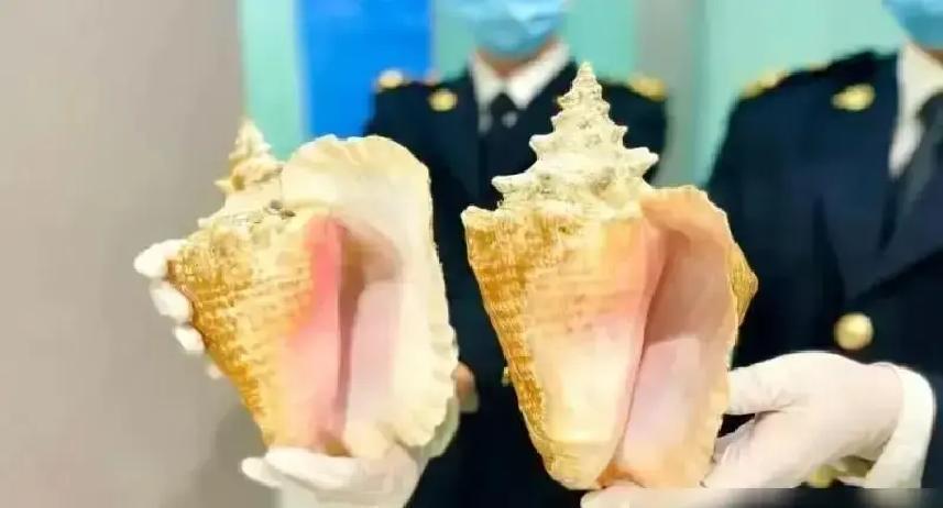 最近，一名旅客从国外飞回大连，在周水子机场过海关时，被查出行李里藏着三个漂亮的粉