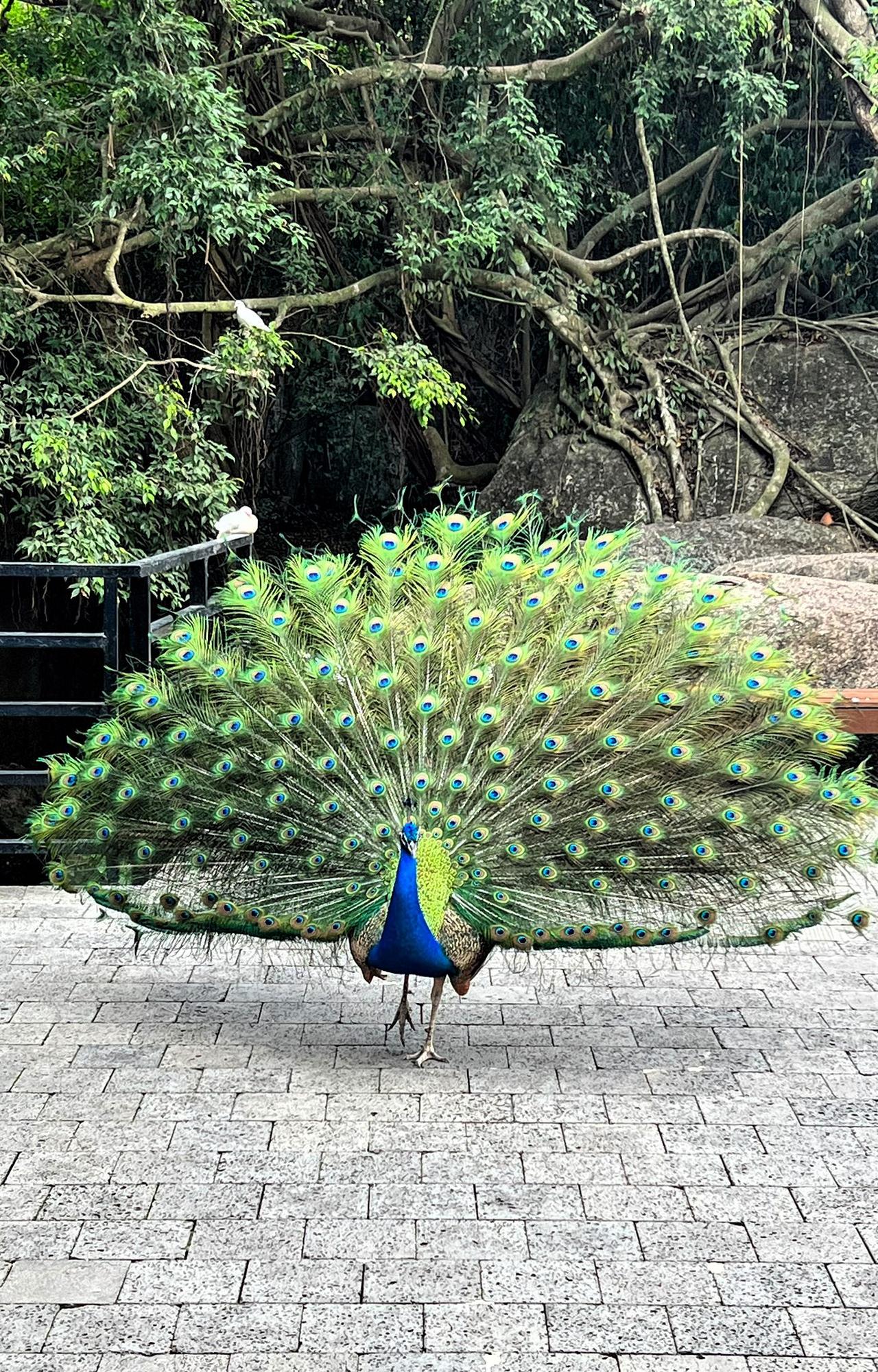 这是我在三亚旅居期间拍摄到的孔雀开屏的美好瞬间。
每当我翻看手机相册时，就会看到