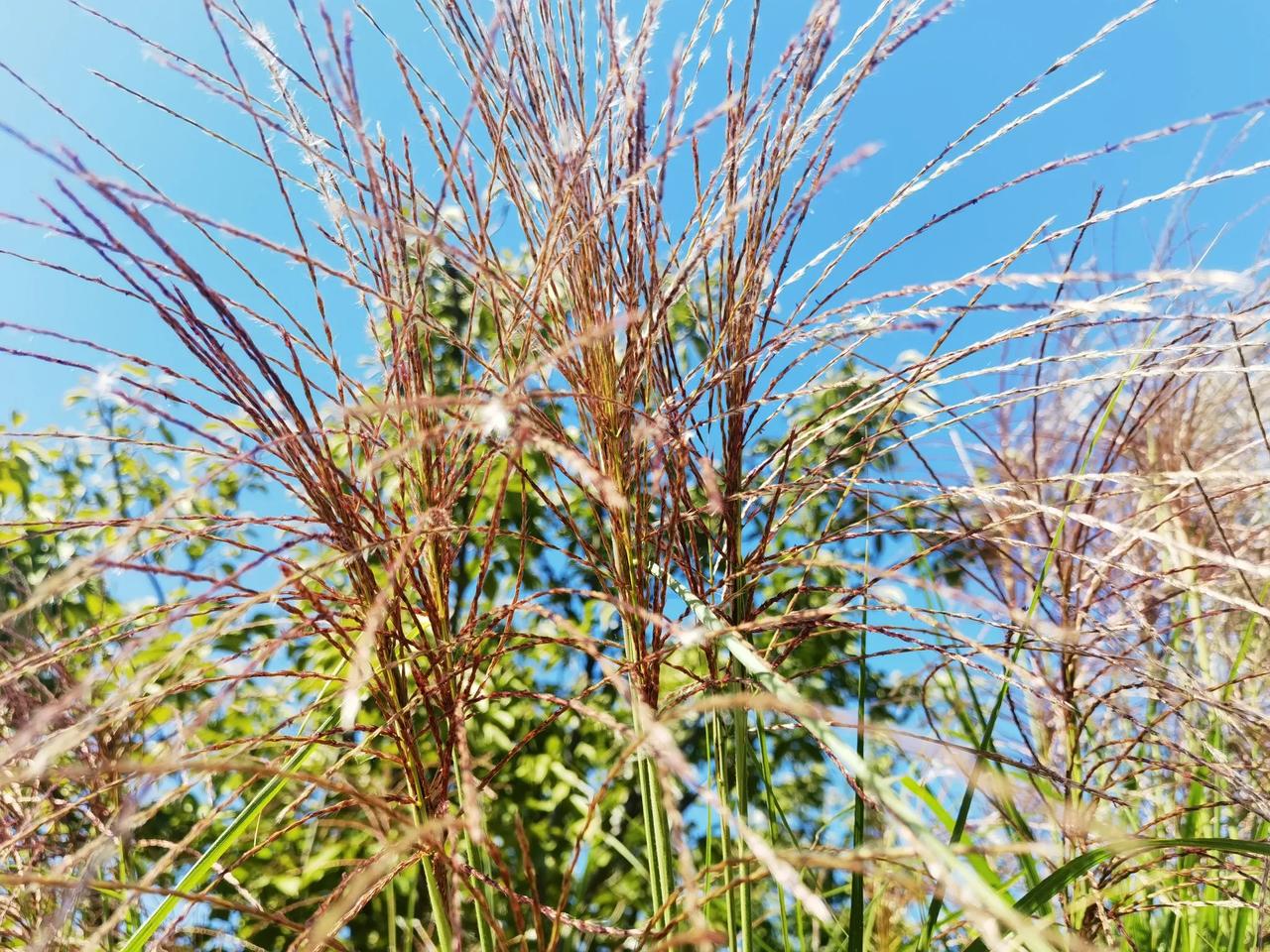 #分享一下你拍的芒草照片# #通惠河畔丰富的植物# #秋日生活打卡季# 芒草，原