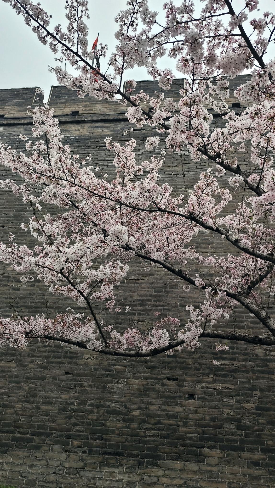 西安人想看樱花，真的不必远行，快来城墙根下吧！🌸下午在环城公园朝阳门段走了一圈