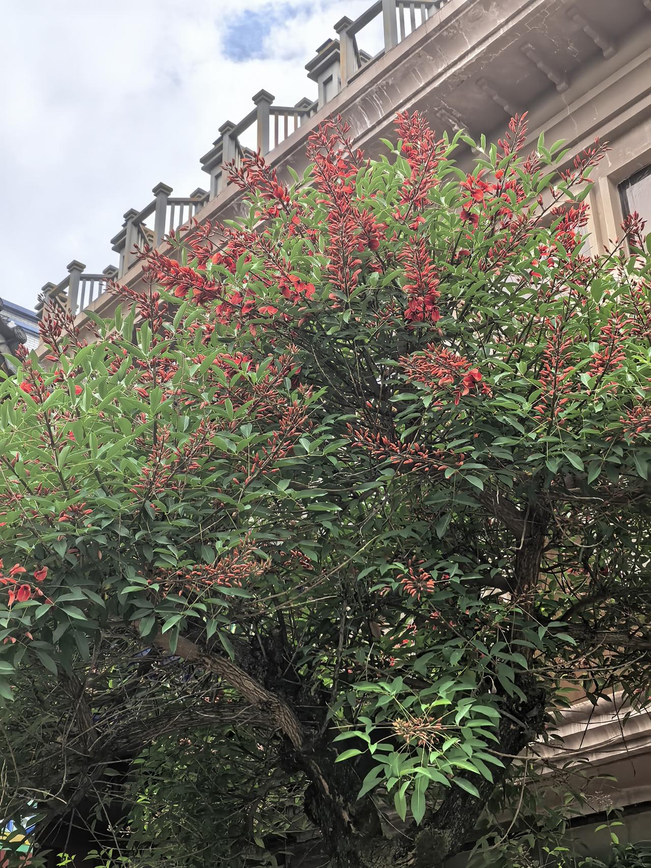 问了十个人都不知道这个是什么花？
有谁知道这个是什么树开的话不！