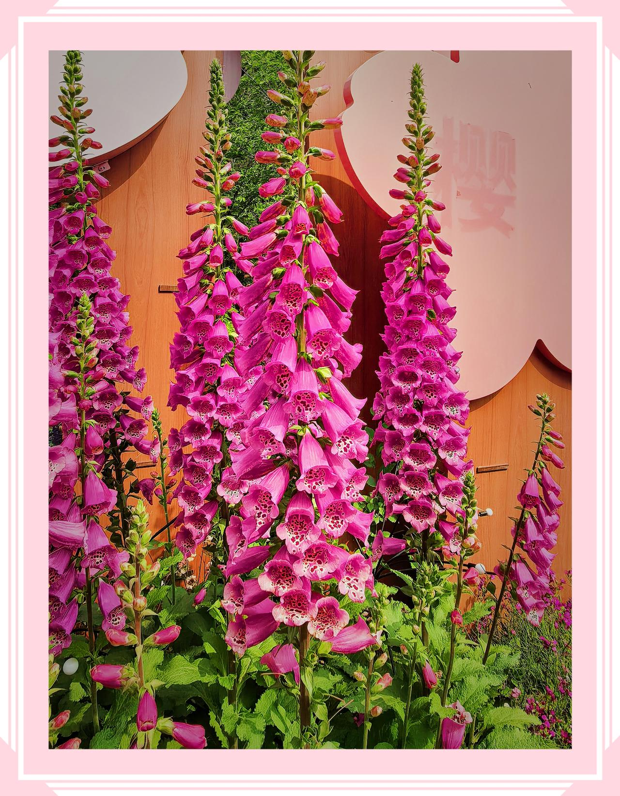 分享手机里的花花草草玉渊潭花花草草