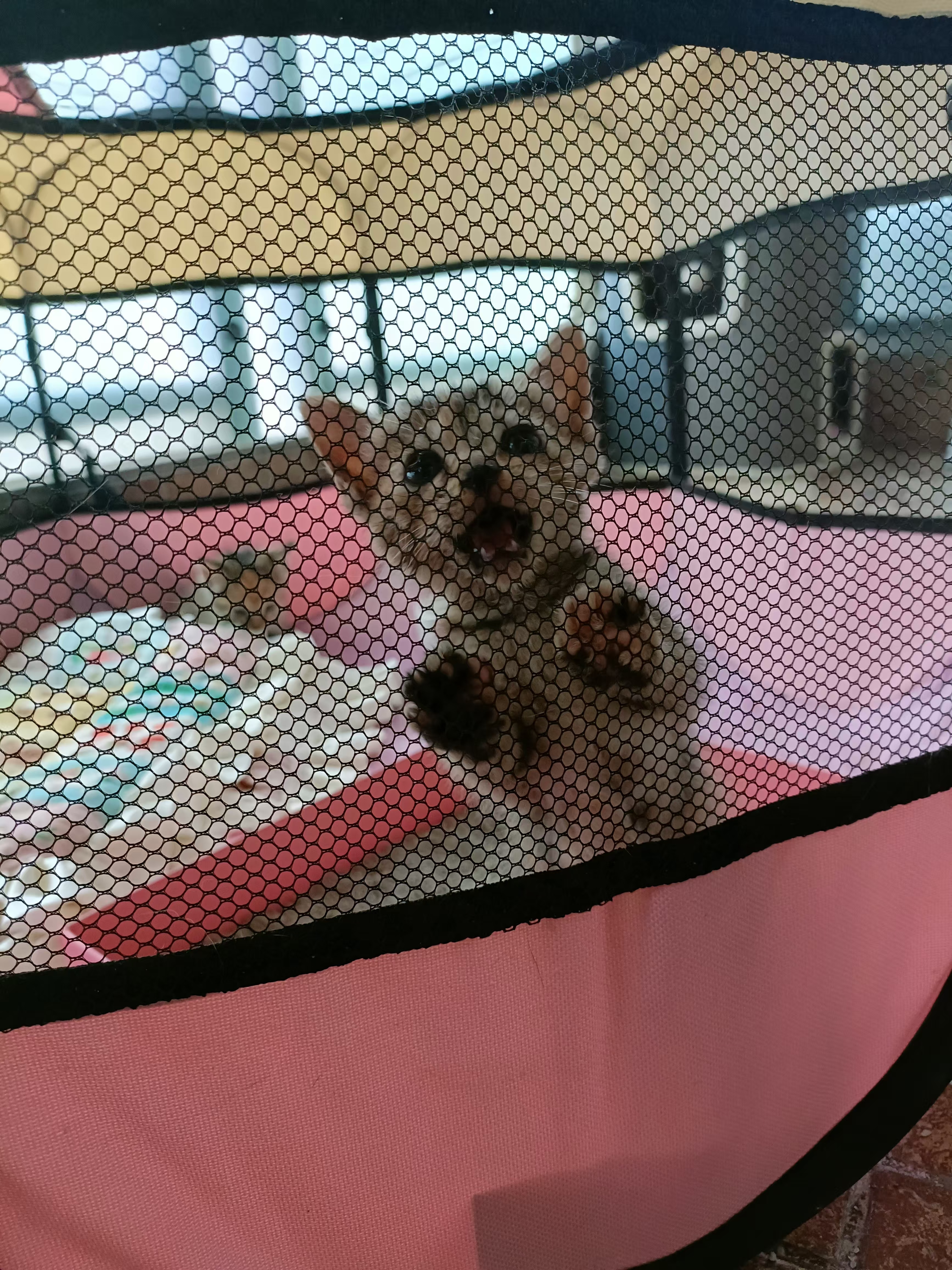 杭州领养   帮的小猫找领养🐱三月龄淡颜系彩狸姐妹花找领养性别：母年龄：三个月