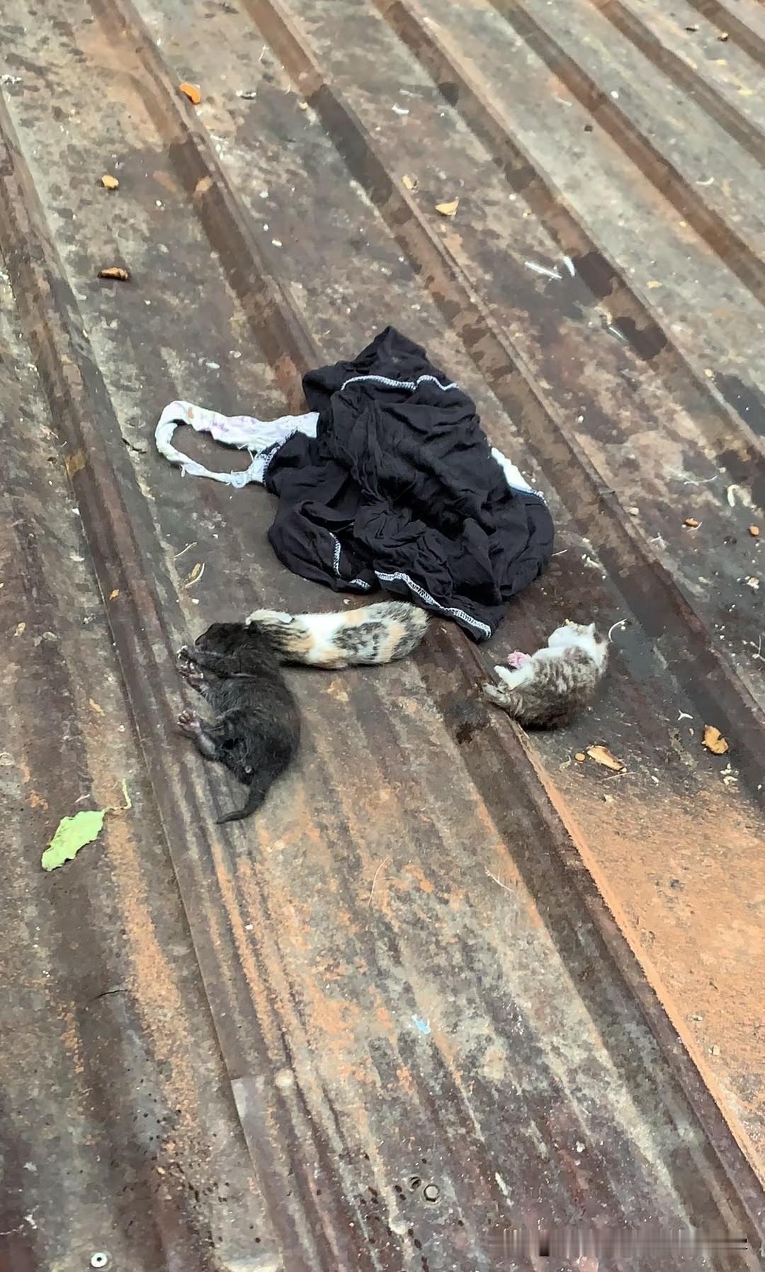 今天我真的被气到了，也心疼到了。
 我路过一个老厂房，听见屋顶上有细细的叫声，爬