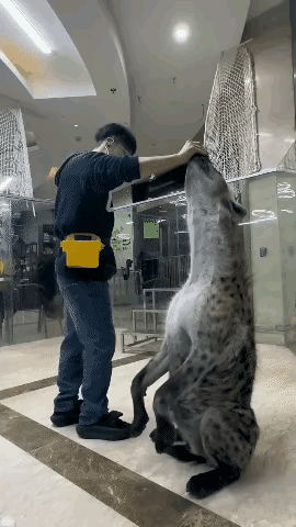 虽然非洲斑鬣狗在电视上看起来并不是很大，但是人站在它跟前时，才发现这家伙的个头正